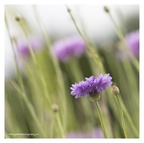 Cornflower