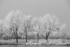 Icytreesbythelake