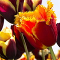 TulipsinAmsterdam1 2.jpg