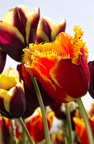 TulipsinAmsterdam2