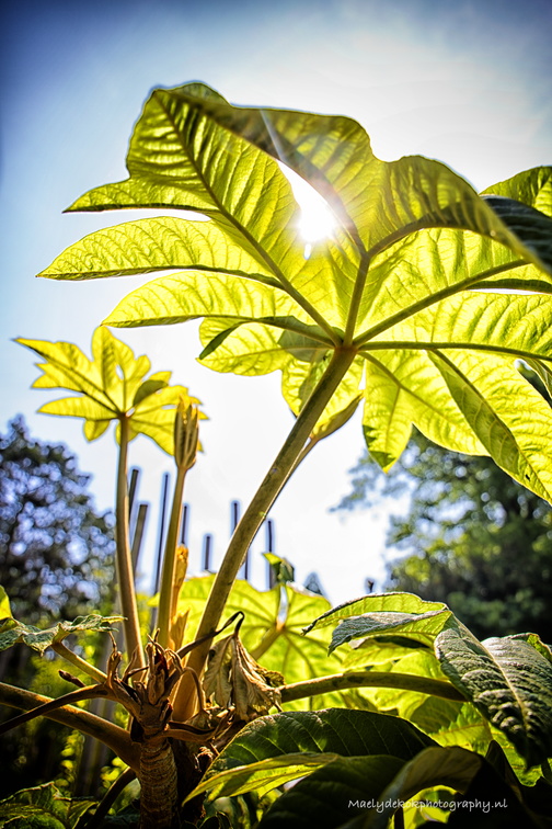 leaves01.jpg