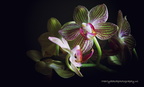 Orchidee1