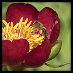 Peonyandbee2