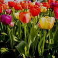 9463_tulips_bew.jpg