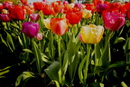 9463 tulips bew