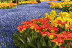 tulp18 9550